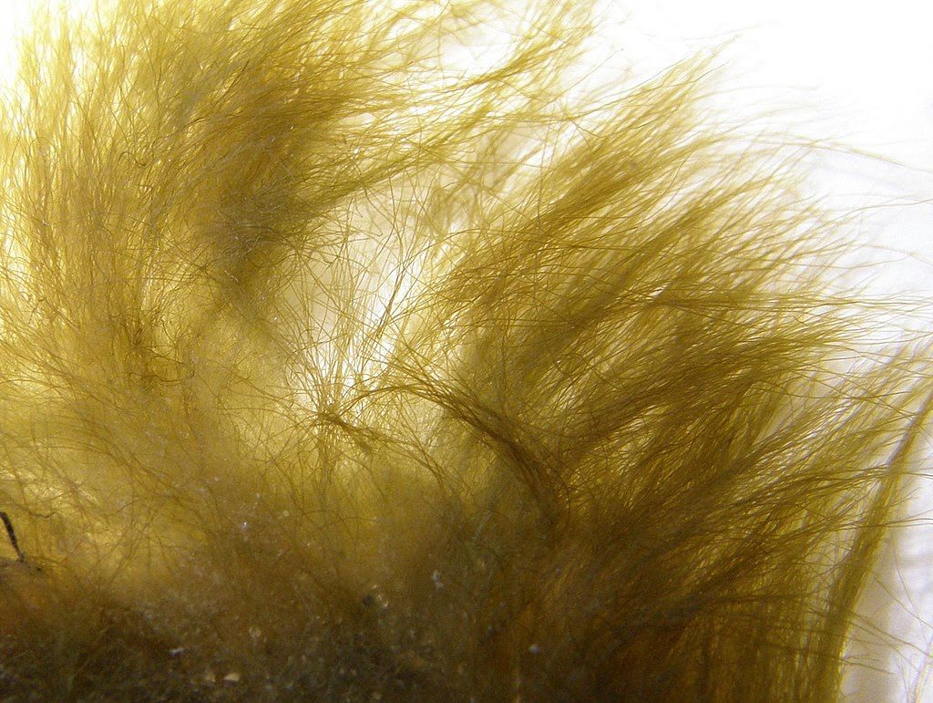 Hair Algae Kill at Karen Staples blog